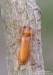 tesařík (Brouci), Axinopalpis gracilis (Krynicky, 1832), Cerambycidae (Coleoptera)